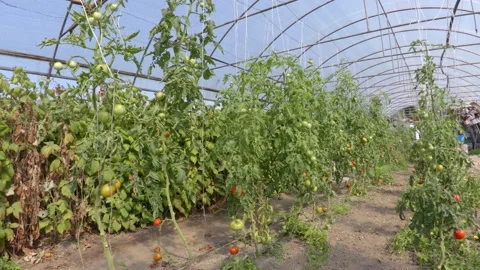 Organic tomato Stock Footage 171580139