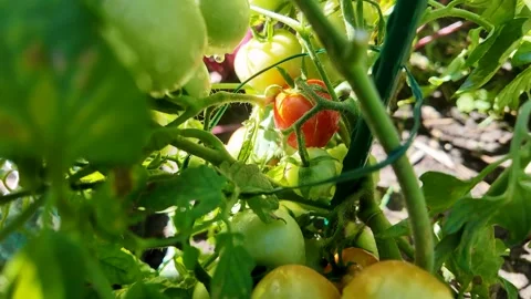 Organic Tomato Growth Stock Footage 312945720
