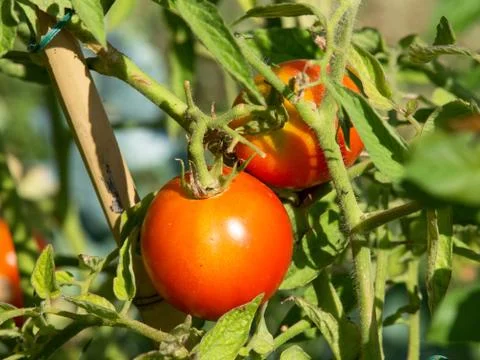 Organic tomato Stock Photos