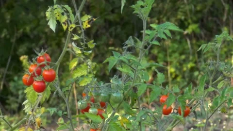 Organic tomato plants with ripe and unripe fruits on plantation in late autumn Video stock 205563953