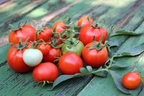 Organic tomatoes on the boards Stock Photos