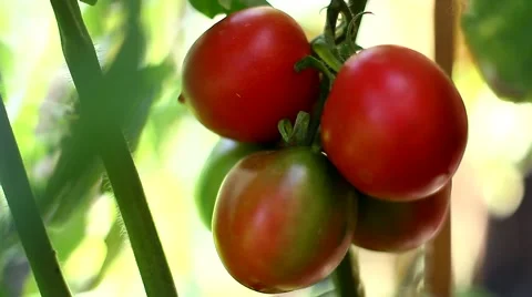 Organic tomatoes Video stock 66354044
