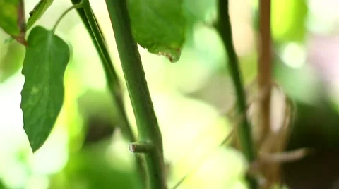 Organic tomatoes Stock Footage 66354072