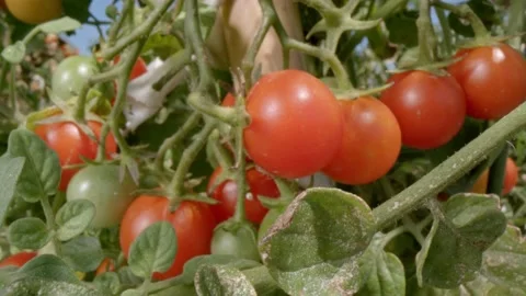 Organic tomatoes Stock Footage 171555962