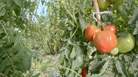 Organic tomatoes Stock Footage 171556019