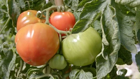 Organic tomatoes Stock Footage 171556027