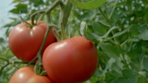 Organic tomatoes Stock Footage 171559384