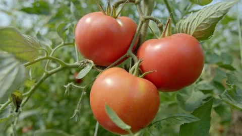Organic tomatoes Stock Footage 171559426