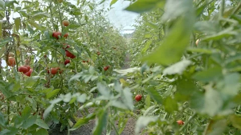 Organic tomatoes Stock Footage 171559427