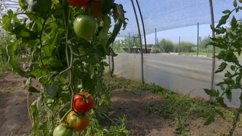 Organic tomatoes Stock Footage 171580119