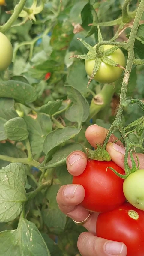 Organic tomatoes Video stock 229788843