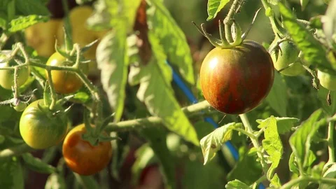 Organic tomatoes growing Stock Footage 118995765