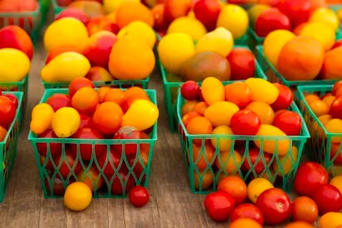 Organic tomatoes Stock Photos