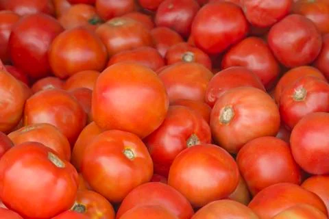 Organic Tomatoes Stock Photos