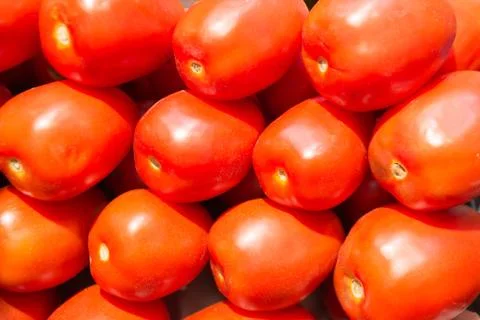 Organic tomatoes. Fotos Stock