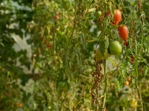 Organic tomatos Stock Photos