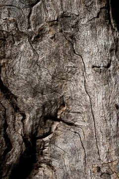 Organic Tree Bark Texture with Flowing Natural Pattern. Foto stock