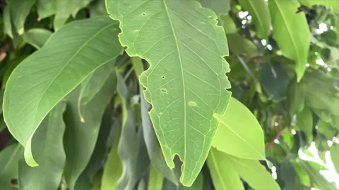 Organic tree leaf moving slowly on tree in front yard garden on a sunny day Stock Footage 205350183