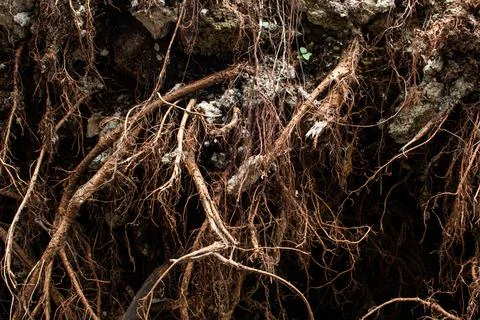Organic Tree Root System Exposed in Soil, Natural Underground Root Network .. Stock Photos