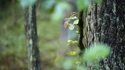 Organic trunk with moss in wild forest Video stock 94356587