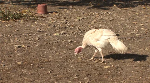 Organic turkey pecking in the yard Stock-Footage 35713022