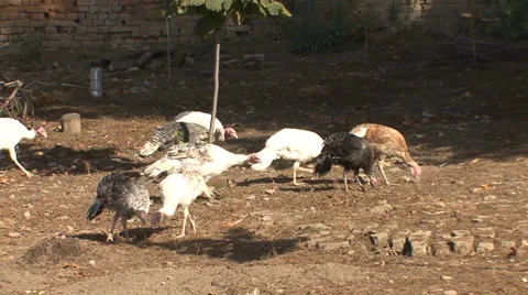 Organic turkeys peck in the backyard Stock Footage 35703974