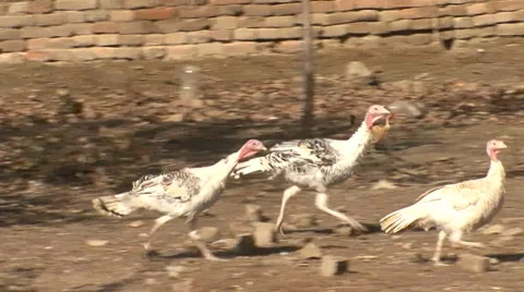 Organic turkeys run through the yard Vídeo Stock 35712224