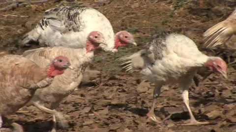 Organic turkeys scratching the ground Stock-Footage 35708171