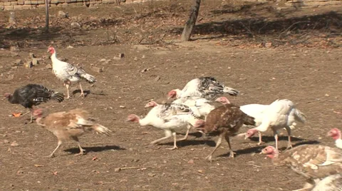 Organic turkeys in the yard Stock Footage 35703777