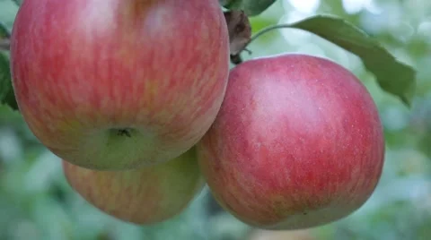 Organic two color apples on the tree branch 4K 2160p 30fps UltraHD footage - Stock Footage 56248550