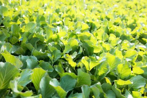 Organic vegetable with background. Stock Photos