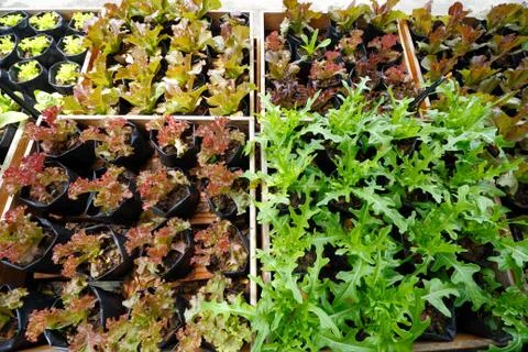 Organic vegetable bed Stock Photos