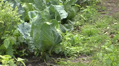 Organic vegetable brassicas in the field Stock Footage 42307246