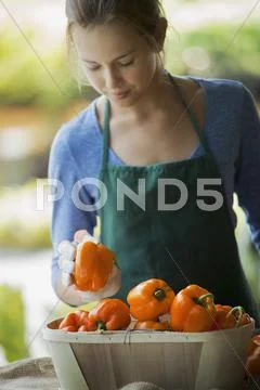 Organic Vegetable On Display With Farmer; Organic Yellow And Red Bell Peppers