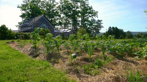 An organic vegetable farm Stock Footage 157234339