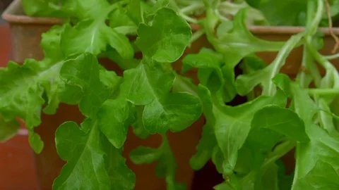 Organic Vegetable 스톡 동영상 93679443