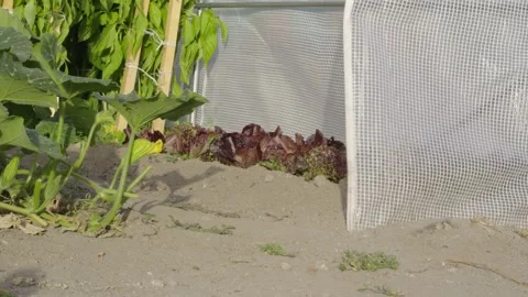 Organic Vegetable Garden Close-up with Sunlight on Lush Lettuce and Greenhouse Stock Footage 342578805