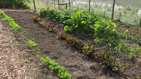 Organic Vegetable Garden With Fresh Produce And Greenery Stock Footage 345163473