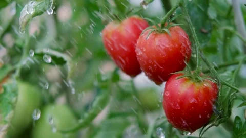 Organic vegetable garden. Tomatoes in the rain or doused with watering water Stock Footage 253579791
