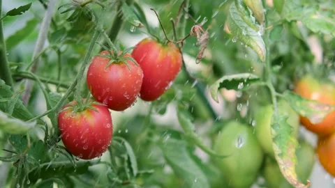 Organic vegetable garden. Tomatoes in the rain or doused with watering water Stock Footage 253736464