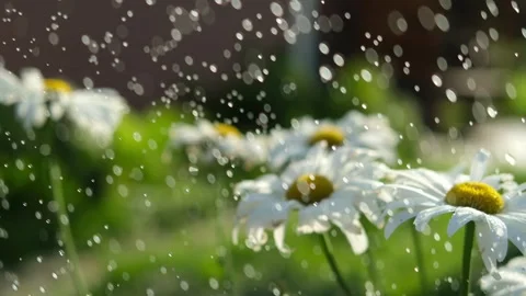 Organic vegetable garden. Water flows down the petals of a chamomile. Stock Footage 253580882