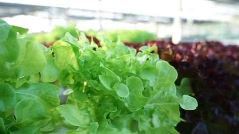 Organic vegetable growing plots and hydroponic vegetables Stock Footage 116072836