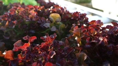 Organic vegetable growing plots and hydroponic vegetables Stock Footage 116155745