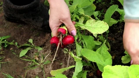 Organic vegetable harvesting process Stock Footage 171230177