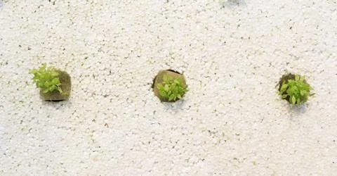 Organic vegetable Stock Photos