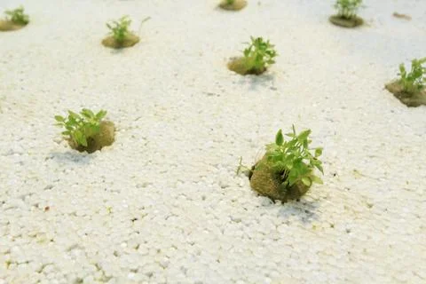 Organic vegetable Stock Photos