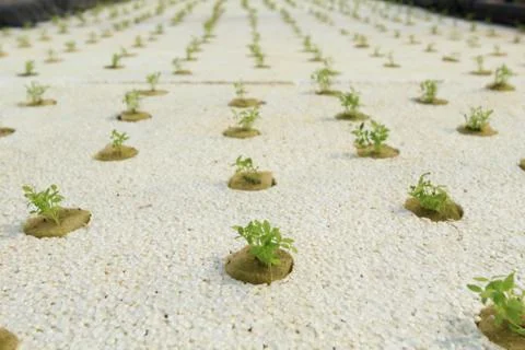 Organic vegetable Stock Photos