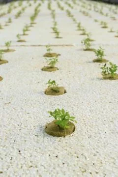 Organic vegetable Stock Photos