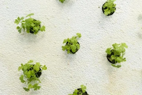 Organic vegetable Stock Photos