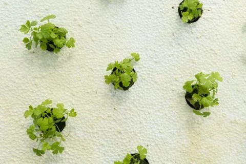 Organic vegetable Stock Photos